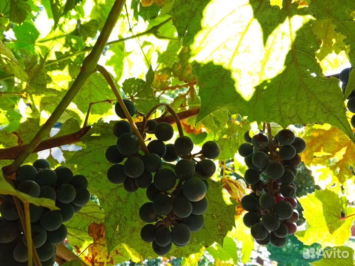Виноград Изабелла винный