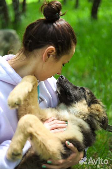 Щенок в добрые руки