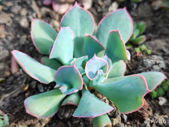 Сортовые суккуленты