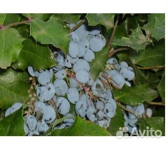 Магония падуболистная саженцы