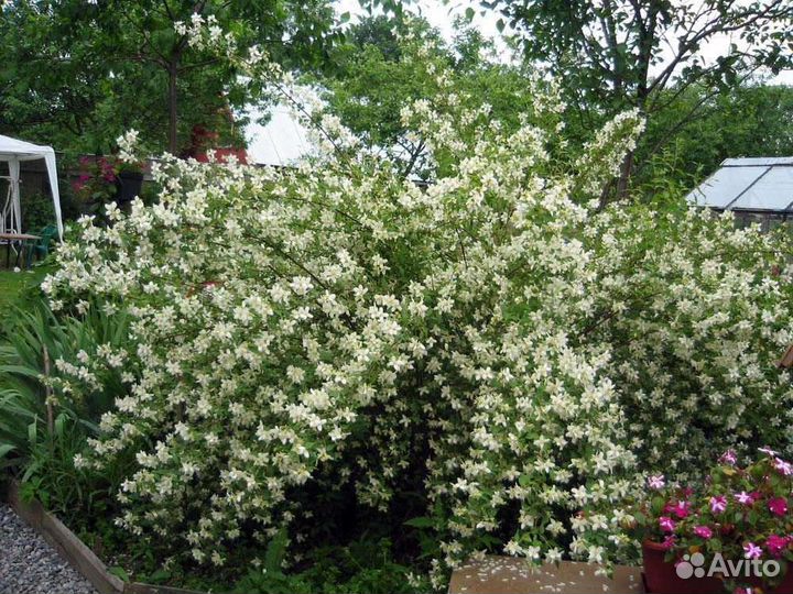 Земляничный жасмин взрослые кусты