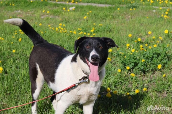 Яркая Айла стерилизована