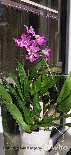 Орхидея Dendrobium hybr. x kingianum