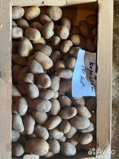Продам картофель семенной