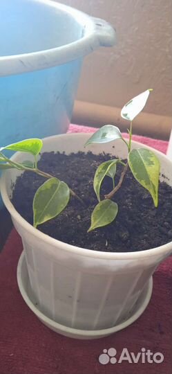 Комнатные цветы