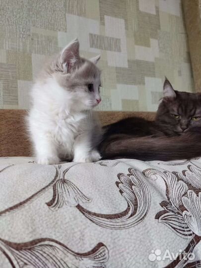 Котята манчкин