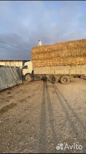 Салома рисовая