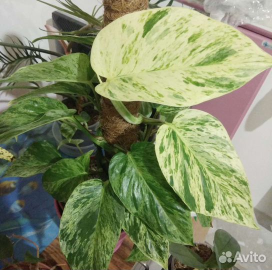 Филодендроны, эпипремнумы, сингониумы