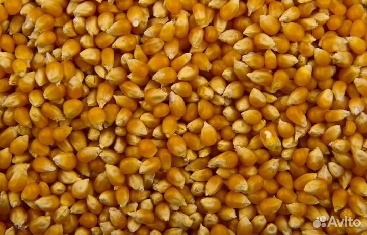 Фасоль, Рожь яровая корма