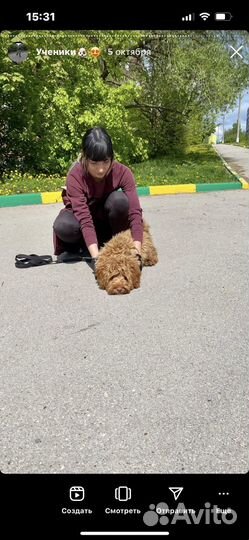 Кинолог & Дрессировка собак в Туле и области