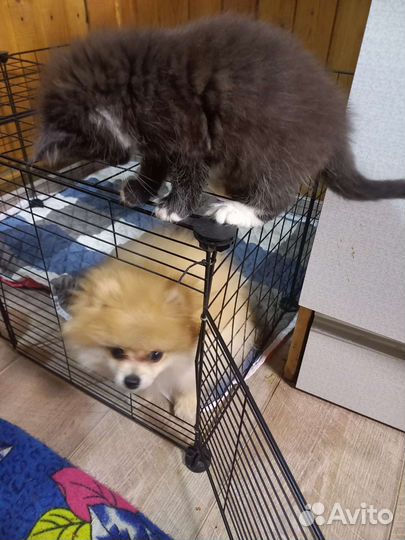 Померанский шпиц мини