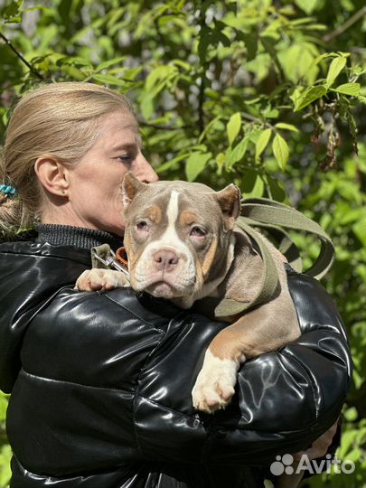 Ам. Булли Девочка трик