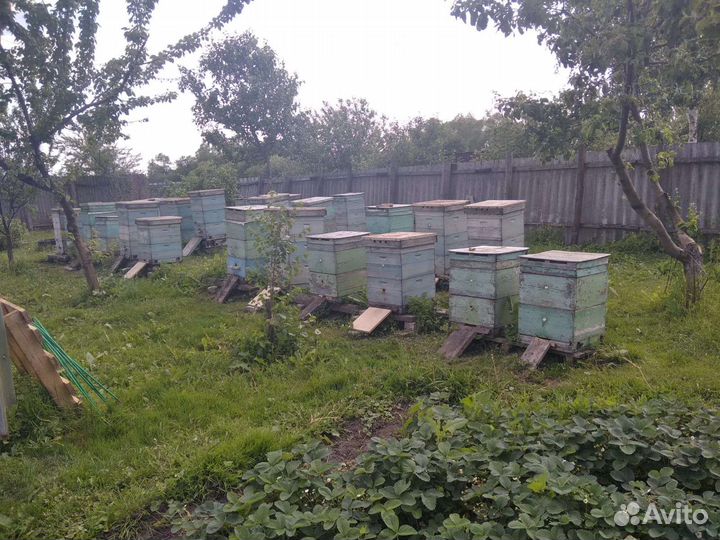 Пчелы улья пасеку