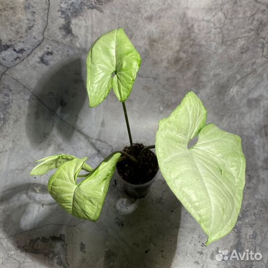 Сингониум разные виды