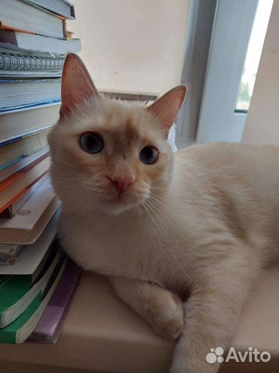 Молоденький котик