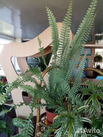 Папоротник