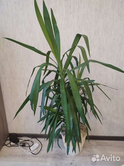 Комнатные цветы юкка