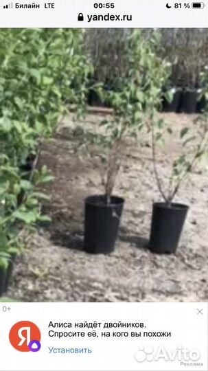 Жасмин садовый, высота саженца 0,8м