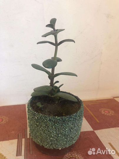 Денежное дерево