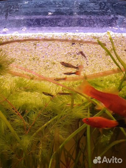 Ряска малая