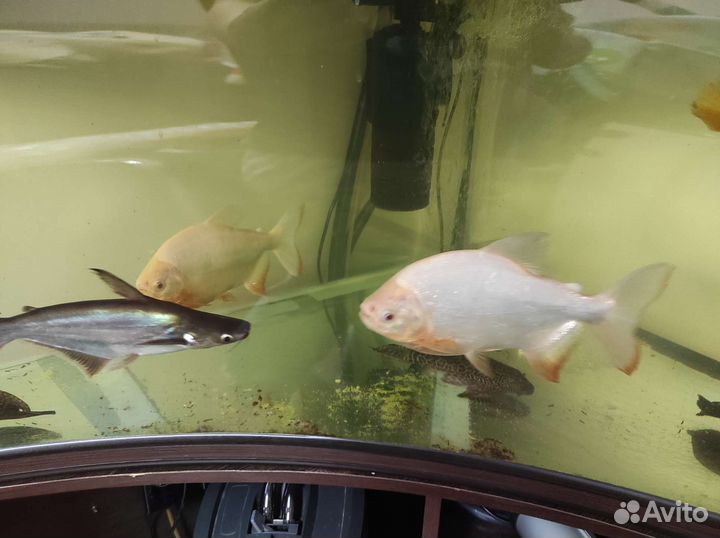 Пангасиус (акулий сом), паку альбинос, попугаи