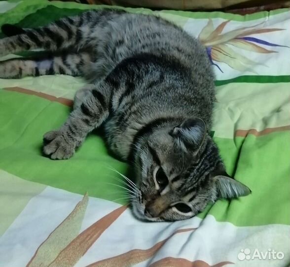 Кошка в дар