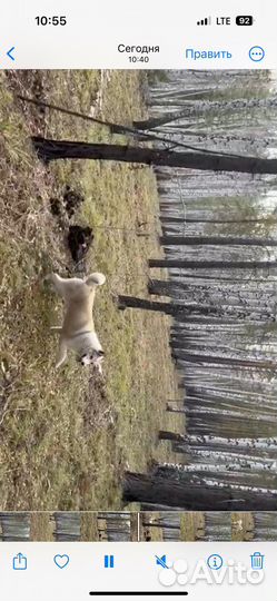 Собаки щенки