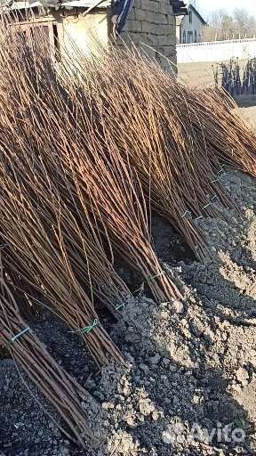 Саженцы Хурмы Хиакуме,Ромашка,Шоколадка, Королёк