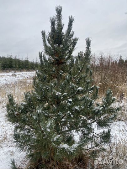 Сосна веймутова Horsford