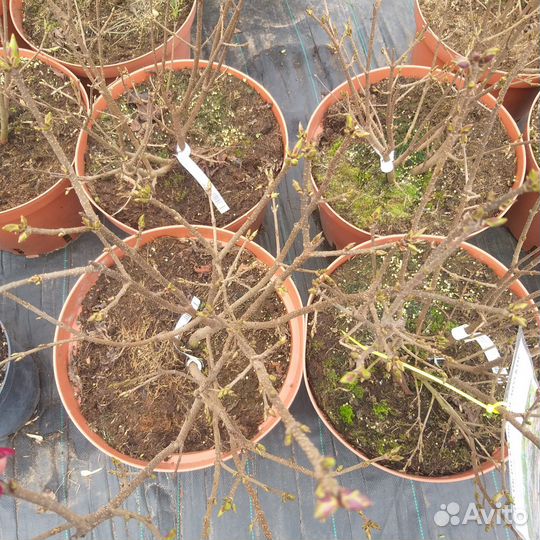 Сирень карликовая Мисс Ким