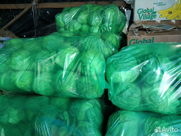 Капуста молодая