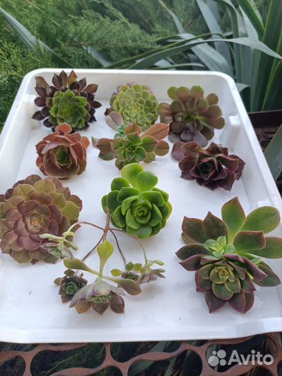 Эониумы(срезы)