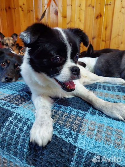 Маленькая собачка в дар