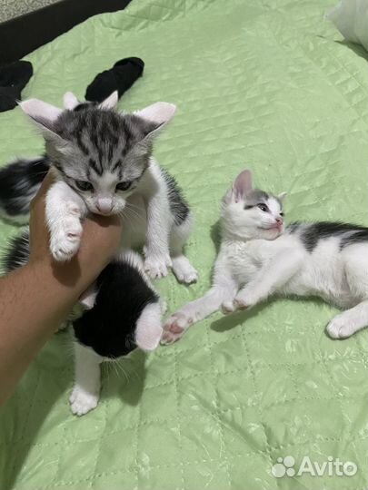 Котята в добрые руки