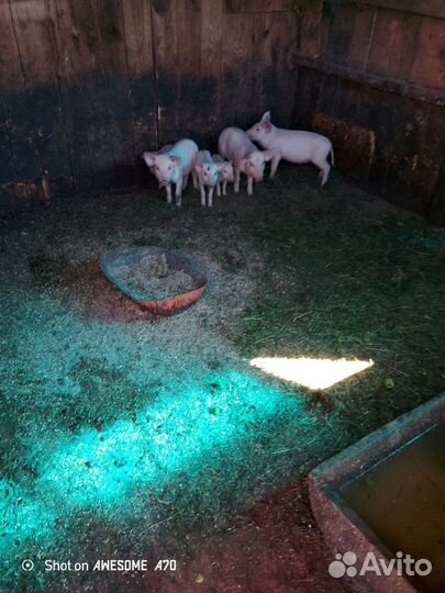 Поросята