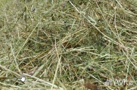 Сено в развес