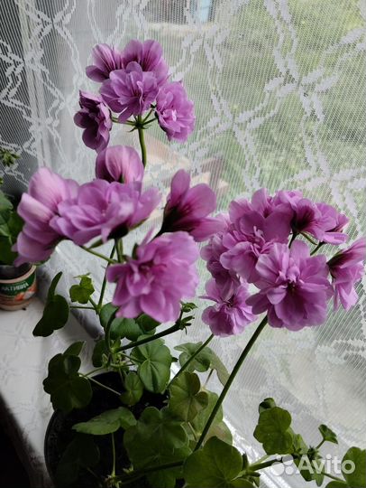 Пеларгония герань Pak Blue Sybil