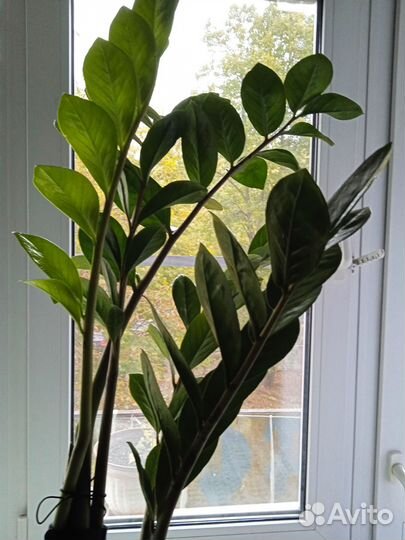 Комнатные цветы