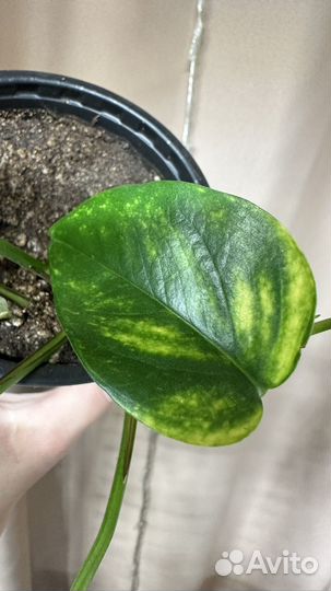 Сциндапсус