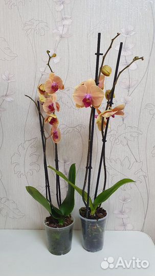 Орхидея фаленопсис