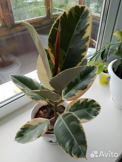 Фикус каучуконосный эластика