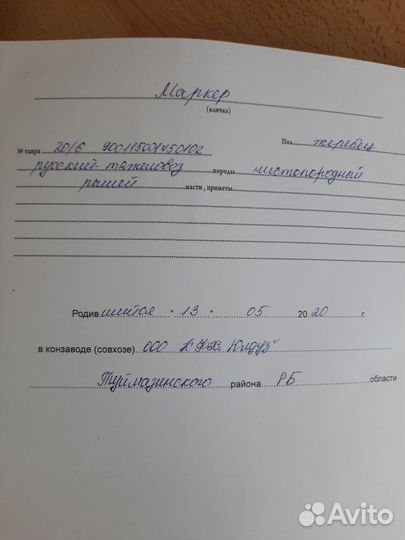 Жеребец на племя продажа/обмен