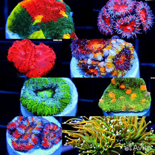 Морские кораллы живые