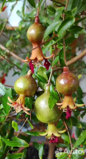 Гранат комнатный