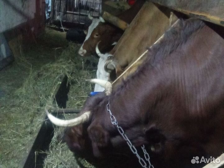 Поросята и Свинина домашняя