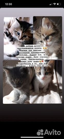 Котята в добрые руки