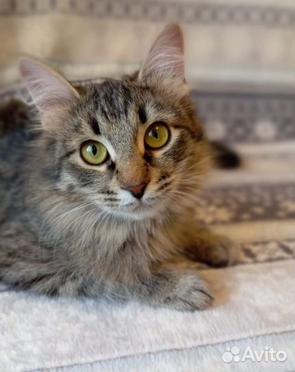 Зеленоглазая Сафари, котенок, в добрые руки