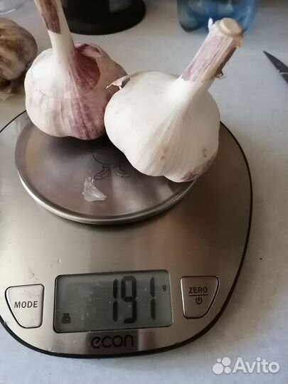 Чеснок озимый