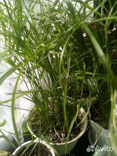 Цветы комнатные