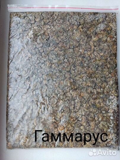 Циклоп красный, собственная добыча